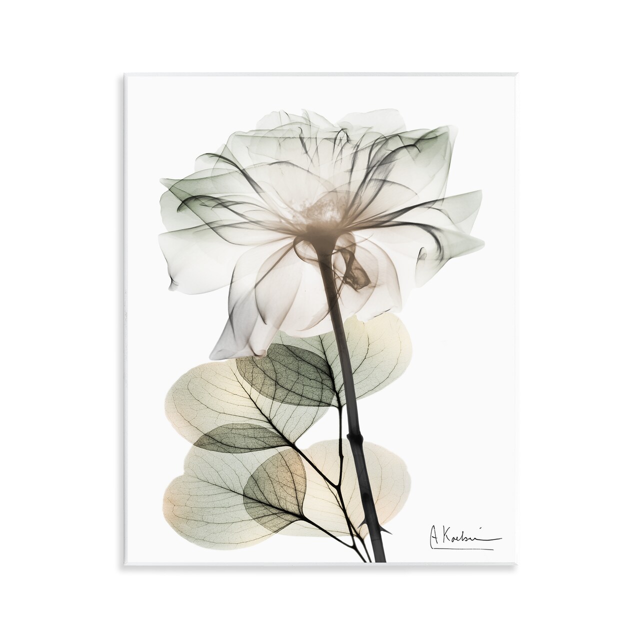 Stupell Industries Modern Minimalist Buds Wall Plaque Design by Albert Koetsier